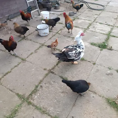 Vakantieboerderij Sielski Zakatek *