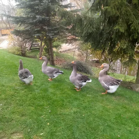 Sielski Zakatek 팜스테이 Tokary