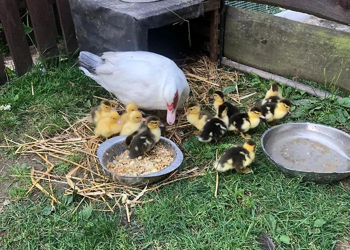 팜스테이 Sielski Zakatek