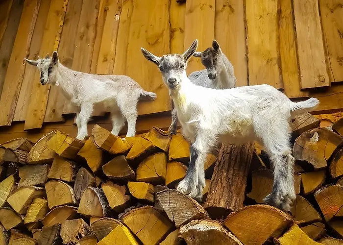 팜스테이 Sielski Zakatek